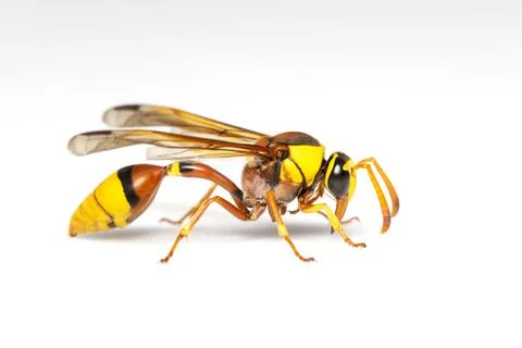 Image of black back mud-wasp isolated on white background. Animal. Insect. Stock Photos