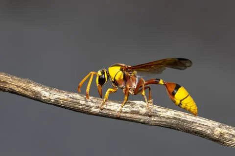 Image of black back mud-wasp on dry branch on natural background. Insect. Ani Stock Photos