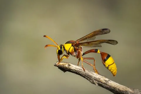 Image of black back mud-wasp on dry branch on natural background. Insect. Ani Stock Photos