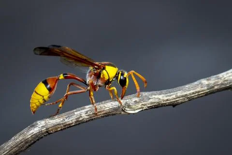 Image of black back mud-wasp on dry branch on natural background. Insect. Ani Stock Photos