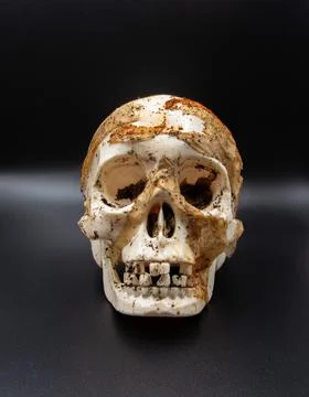 Image on black background of a skull full of dirt and dirty fabrics Stock Photos