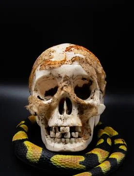 Image on black background of a skull full of dirt and dirty fabrics with a bl Foto stock