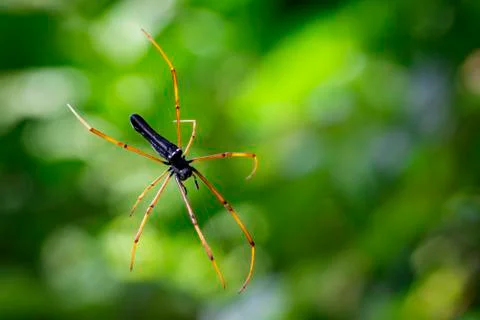 Image of Black Orb-weaver Spider (Nephila kuhlii Doleschall, 1859) on the spi Stock Photos