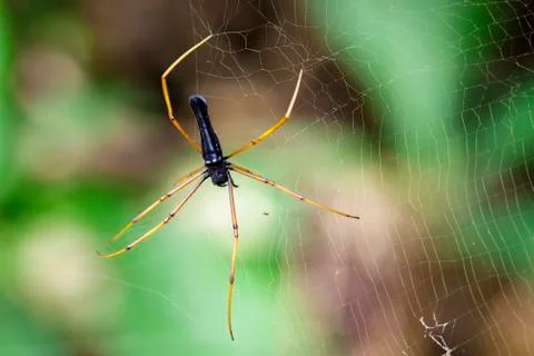 Image of Black Orb-weaver Spider (Nephila kuhlii Doleschall, 1859) on the spi Stock Photos