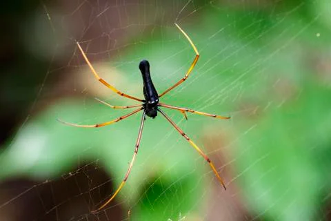 Image of Black Orb-weaver Spider (Nephila kuhlii Doleschall, 1859) on the spi Stock Photos