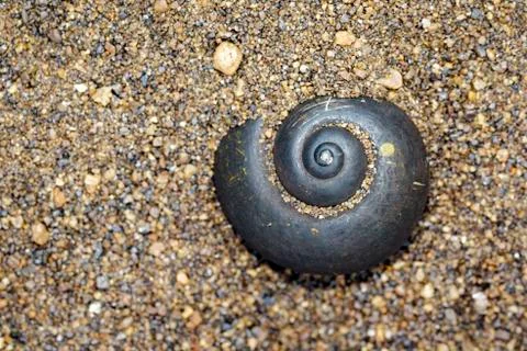Image of black shellfish on the sand. Aquatic animals Stock Photos