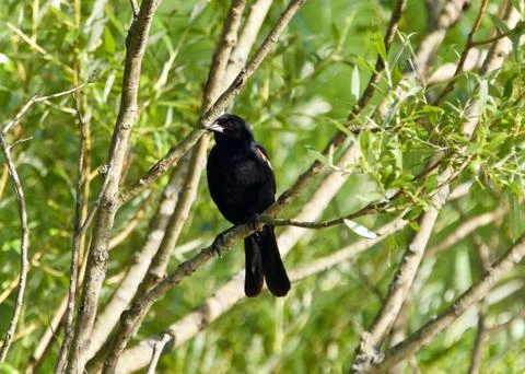 Image of a blackbird sitting on a brunch of a tree Stock Photos
