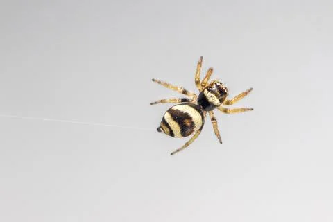Image of bleeker's jumping spider (Euryattus bleekeri) on Milky white backgro Stock Photos