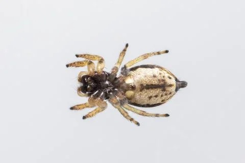 Image of bleeker's jumping spider (Euryattus bleekeri) on white background. V Foto stock