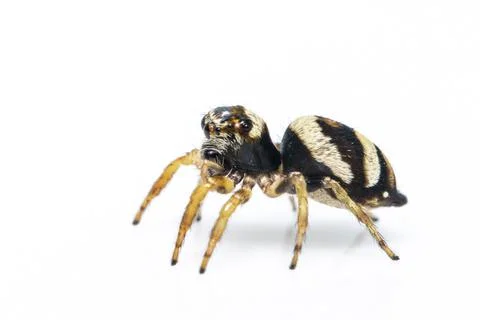 Image of bleeker's jumping spider (Euryattus bleekeri) on white background. I Stock Photos