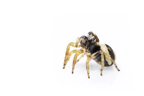 Image of bleeker's jumping spider (Euryattus bleekeri) on white background. I Stock Photos