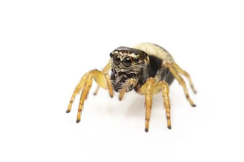 Image of bleeker's jumping spider (Euryattus bleekeri) on white background. I Stock Photos