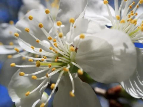 Image of a blooming apple tree. Stock Photos