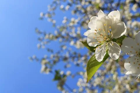 Image of a blooming apple tree. Stock Photos