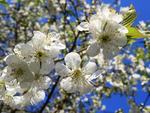 Image of a blooming apple tree. Stock Photos