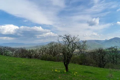 Image of a blooming tree on an alpine meadow. Stock Photos