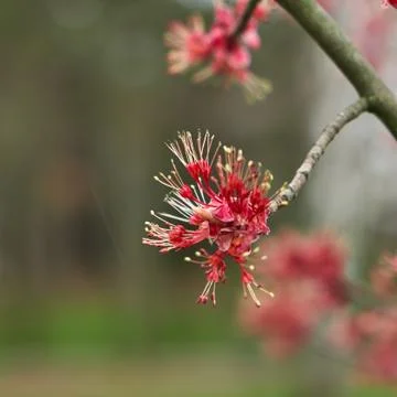 An image of a blooming tree. Stock Photos