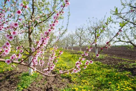 Image of a blossoming apple tree in orchard,spring theme Stock Photos
