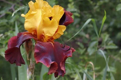 An image of a blossoming multicolored iris flower against a background of g.. Stock Photos