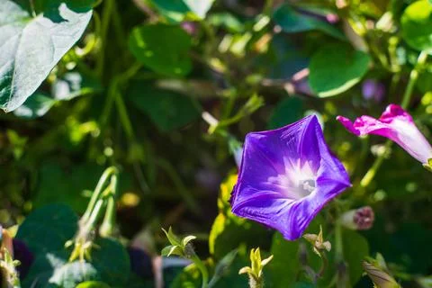 Image of a blue flower. Convolvulus. Stock Photos