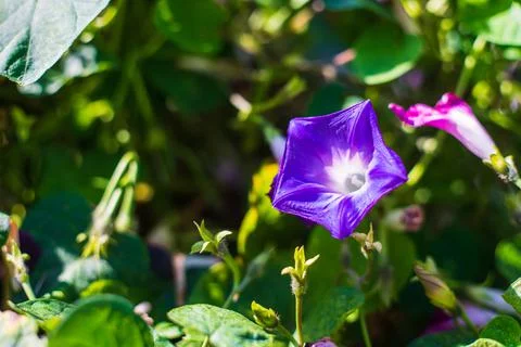 Image of a blue flower. Convolvulus. Stock Photos