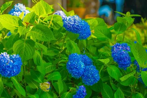 Image of blue hydrangea and leaf Stock Photos