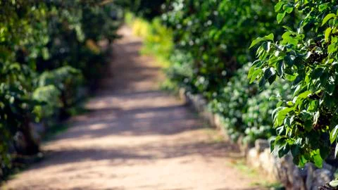 Image of blur road with tree on side way with bokeh for background Stock Photos