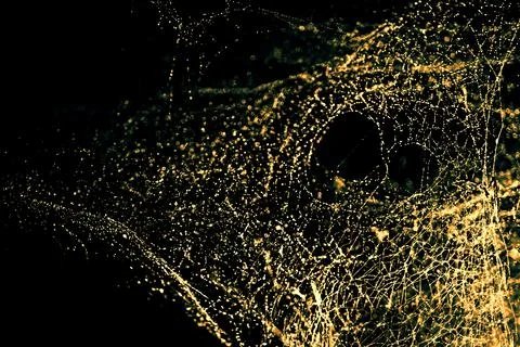 Image of blurred abstract and art with bokeh of cobweb light gold tone Illustrazione stock