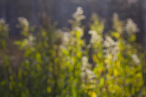 Image of blurred plants Stock Photos
