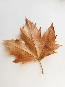 Image is blurry, multicolored maple leaves autumn background. Stock Photos