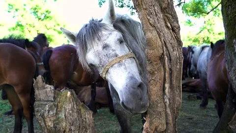 Image of bored horse chewing a tree bark at Odransko Polje natural park, Croatia Stock Footage 139060530