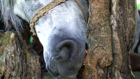 Image of bored horse chewing a tree bark at Odransko Polje natural park, Croatia Stock Footage 139060575