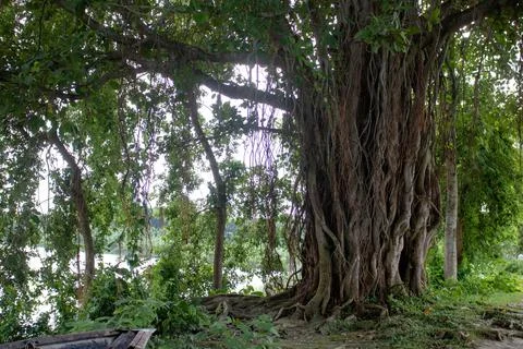Image of a bot tree on the river bank. A wonderful view of the river nature o Stock Photos