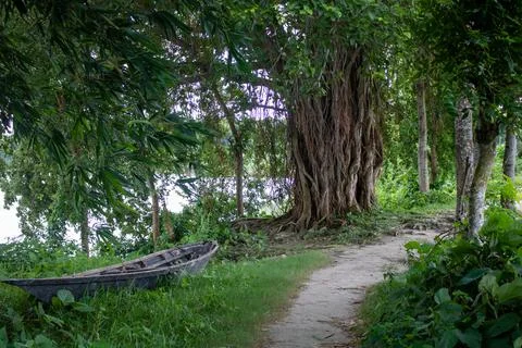 Image of a bot tree on the river bank. A wonderful view of the river nature o Stock Photos