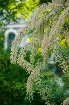 The image of branches of a coniferous tree with long green leaves close up Stock Photos