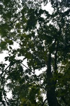 Image of branches with light entering from behind Stock Photos