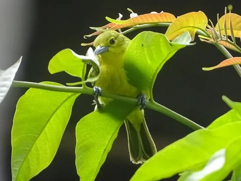 This image of a bright yellow bird clinging to a branch with lush green leaves Stock Photos