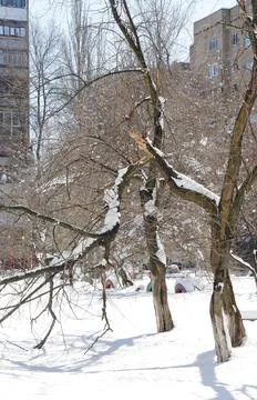 An image of a broken tree in a city block after a blizzard and heavy snowfall Foto stock