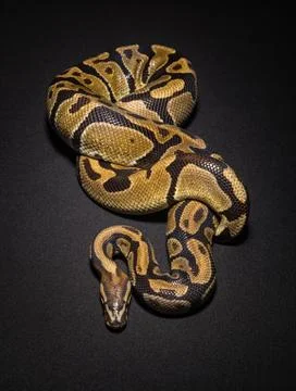Image of brown ball python 스톡 사진