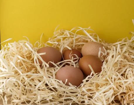 Image of brown chicken eggs resting on wood shavings on a yellow background. Stock Photos