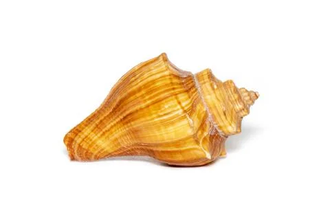 Image of brown conch sea shell on a white background. Undersea Animals. Sea s Stock Photos