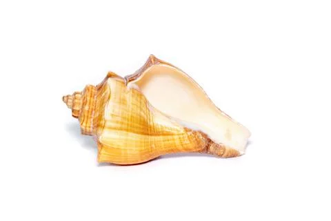 Image of brown conch sea shell on a white background. Undersea Animals. Sea s Stock Photos