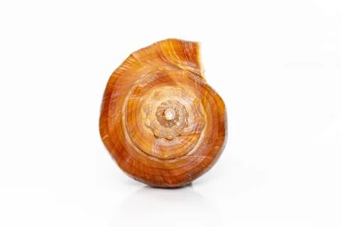 Image of brown conch sea shell on a white background. Undersea Animals. Sea s Stock Photos