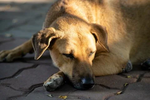 The image of a brown dog sleeping Stock Photos