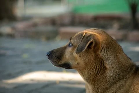 The image of a brown dog staring at something. Stock Photos