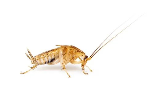 Image of brown forest cockroach on white background. From side view. Insect.  Stock Photos