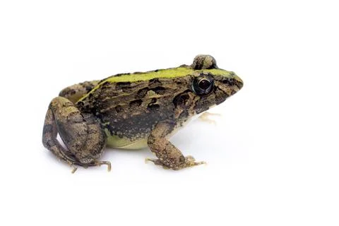 Image of brown frog isolated on white background. Pelophylax ridibundus. Anim Stock Photos