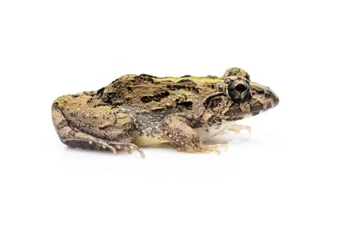 Image of brown frog isolated on white background. Pelophylax ridibundus. Anim Stock Photos