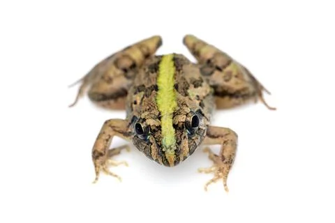 Image of brown frog isolated on white background. Pelophylax ridibundus. Anim Stock Photos