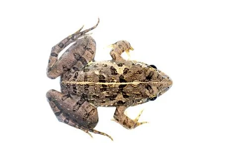 Image of brown frog isolated on white background. Pelophylax ridibundus. Anim Stock Photos